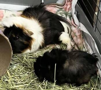 Rescue Guinea Pig Guinea Pigs for Adoption - Tiny Diamond & Spike | PetCurious